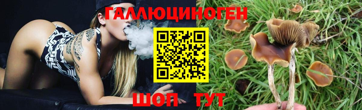 Псилоцибиновые грибы Psilocybe Камень-на-Оби